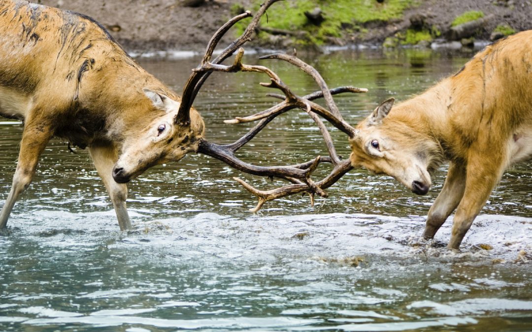 Black Friday – Why We Do It To Ourselves?